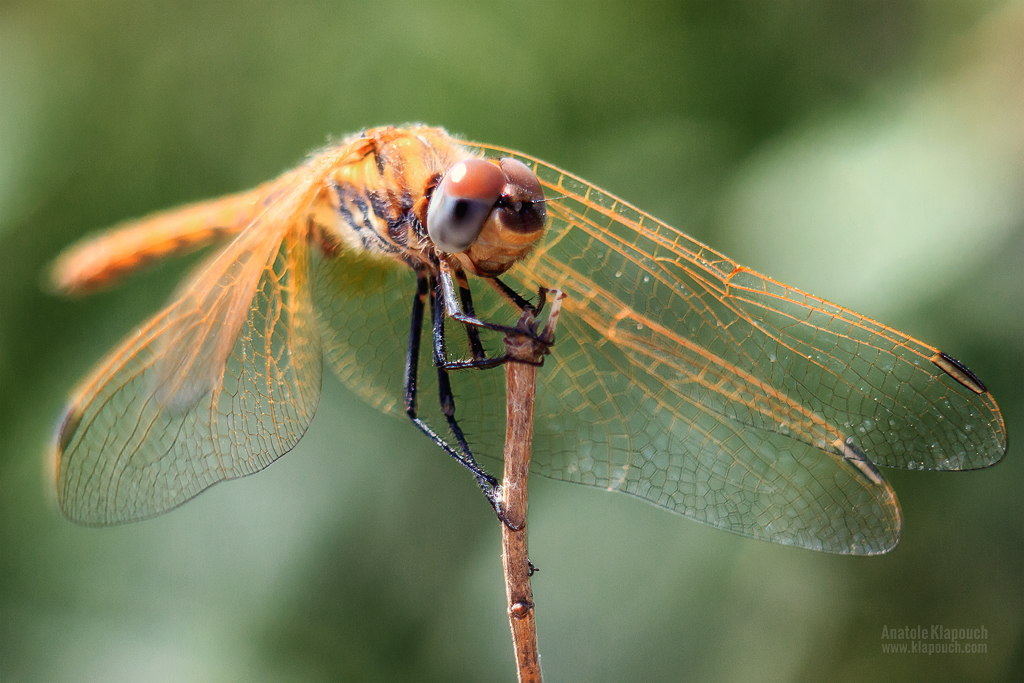 Libellula