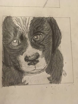 I drew my cousins dog 