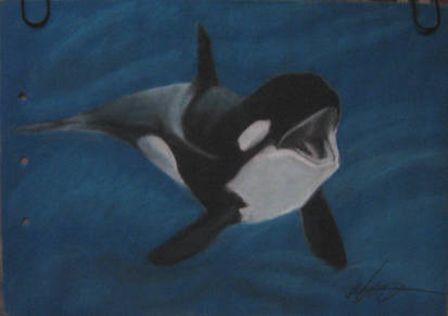 Cute orca