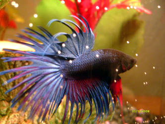 Crown Tail Betta Fish by The-Lioness