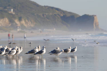 ocean shores