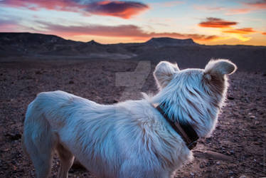 Bedouin Sunrise