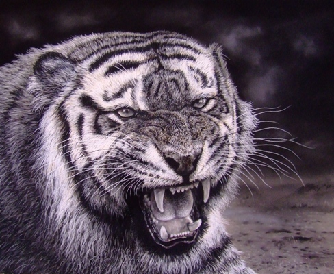 My Tiger, pastels charcoal