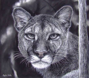 My Puma, Pastels and Charcoal by AngelaMaySmith