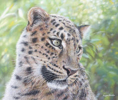 Leopard (pastels)