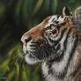 Tiger (Pastel Pencils)