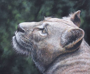 Lioness (pastels)