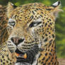 Leopard (Pastels)