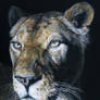 Lioness (pastels)