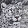 Leopard (Pastel Pencils)
