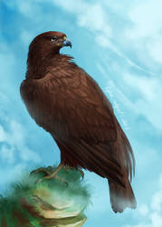 Black Kite