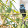 Bronzed Drongo (Dicrurus aeneus)