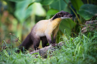 Yellow-throated marten