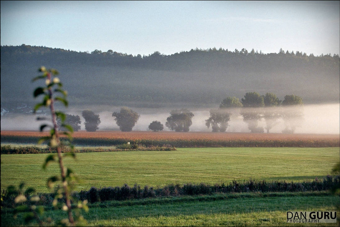 Through Fog - Trees by RoqqR Through Fog - Trees by RoqqR