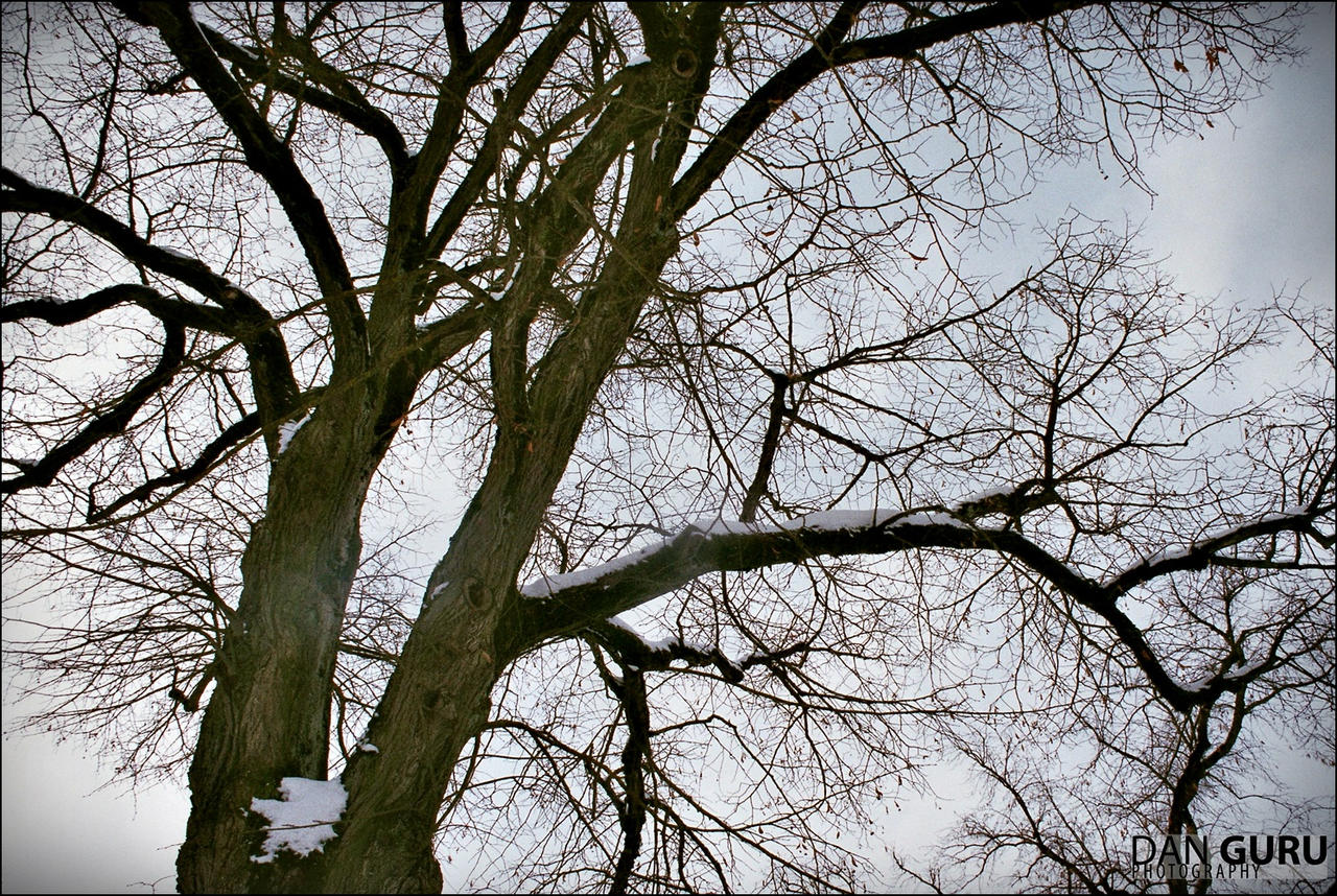 Leafless by RoqqR