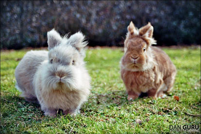 Lionheads