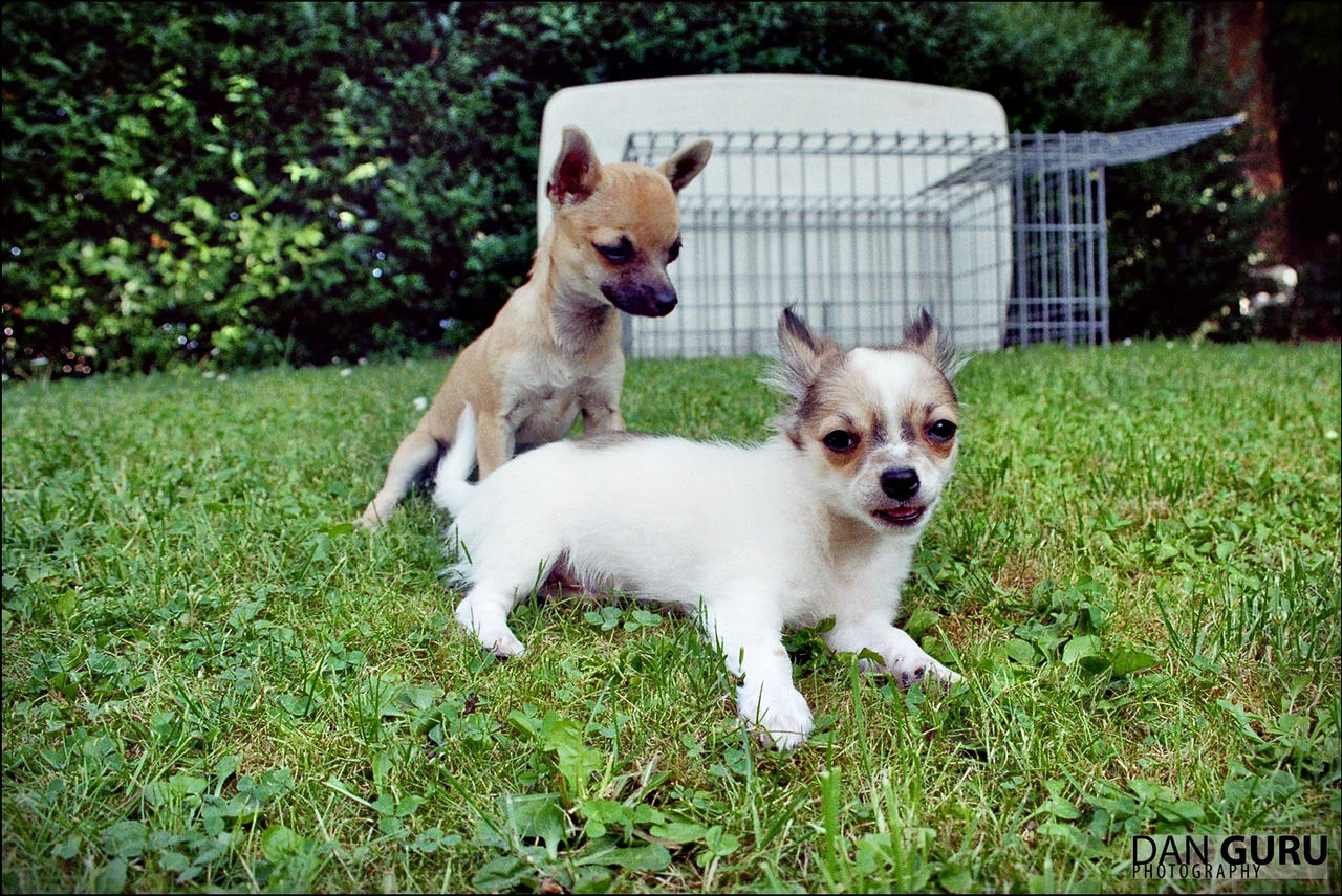 Two little dogs