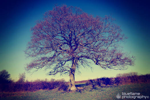 Lonely Tree