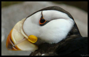 No Puffin'