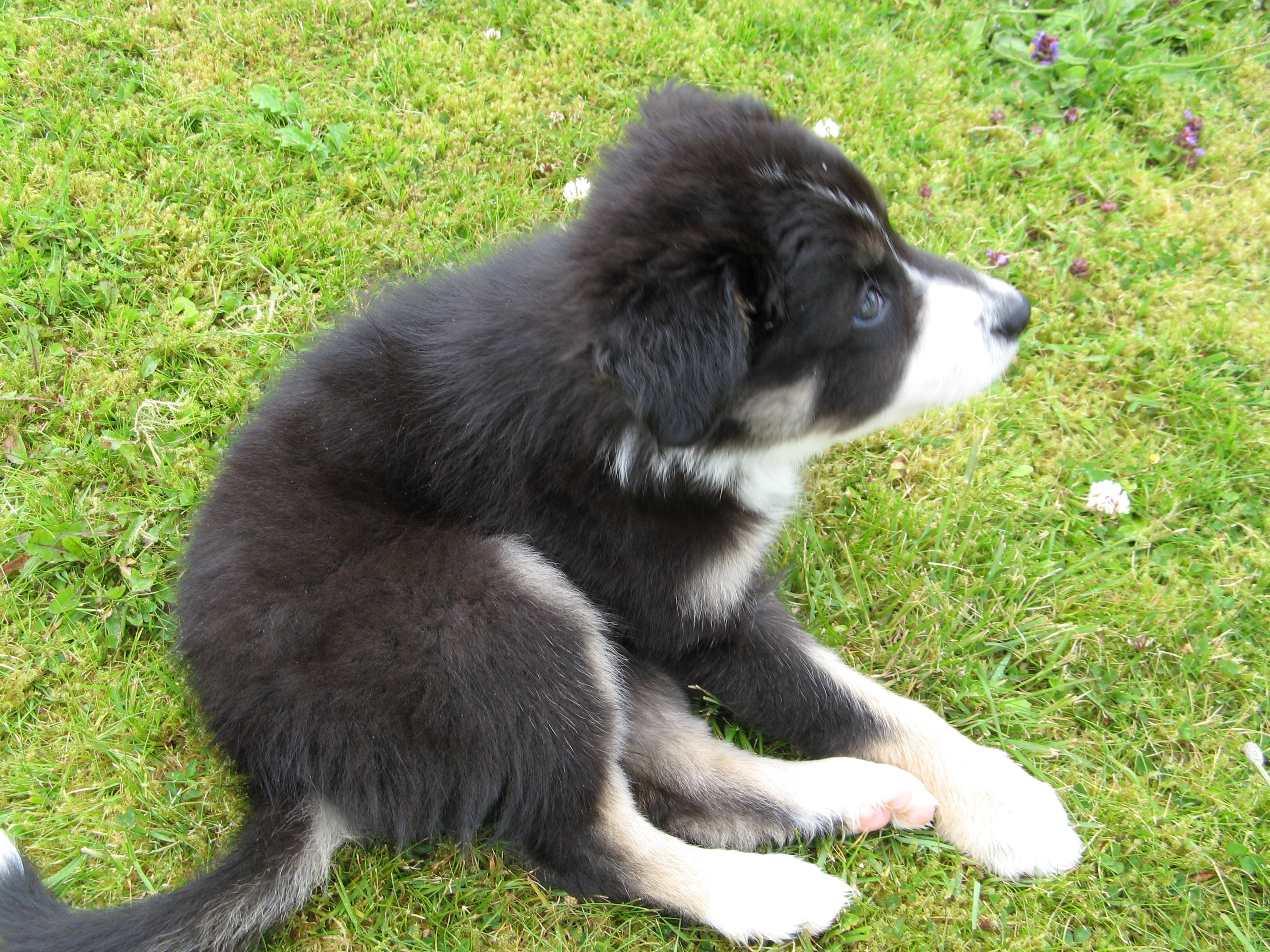 border collie puppy2