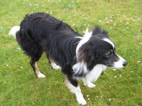 Papa border collie