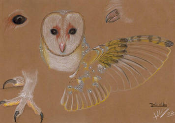 Tyto alba