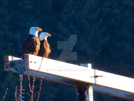 Fred and Ethel Mertz Portage, Alaska