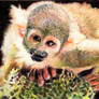 10.8 Squirrel Monkey