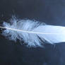 White feather