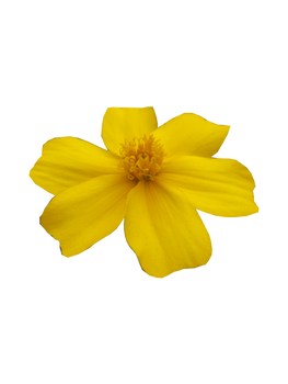 Yellow flower (precut)