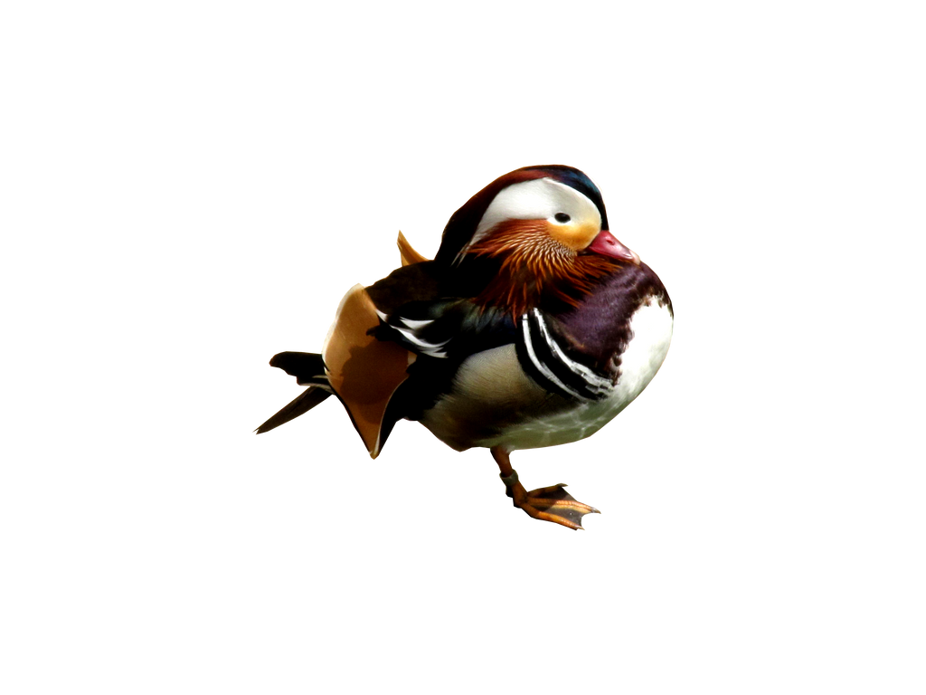 Mandarin duck (precut) by JeanneyStock