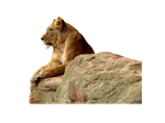 Lioness on a cliff (precut)