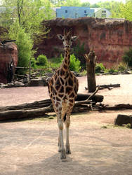 Giraffe