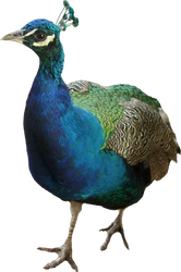 Peacock (precut)