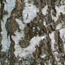Birch Tree Bark Texture