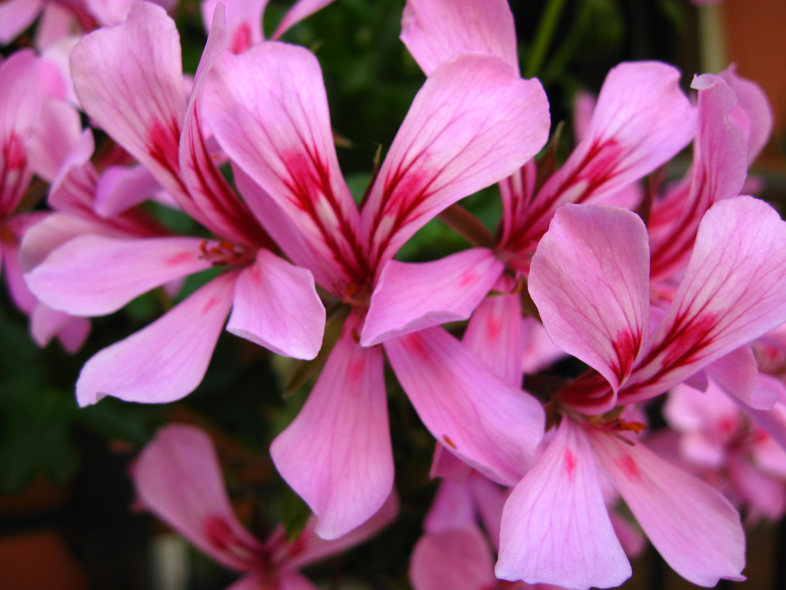 Pink Flowers-1