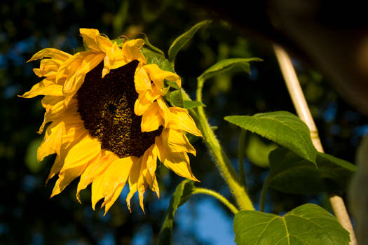 Sunflower Dreary