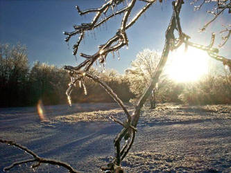 Winter Morning