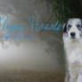 border collie manip