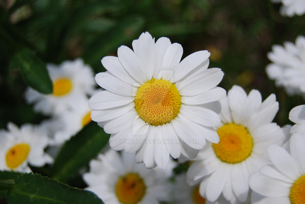 Daisy