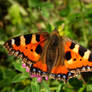 Aglais urticae