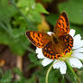 Lycaena virgaureae female