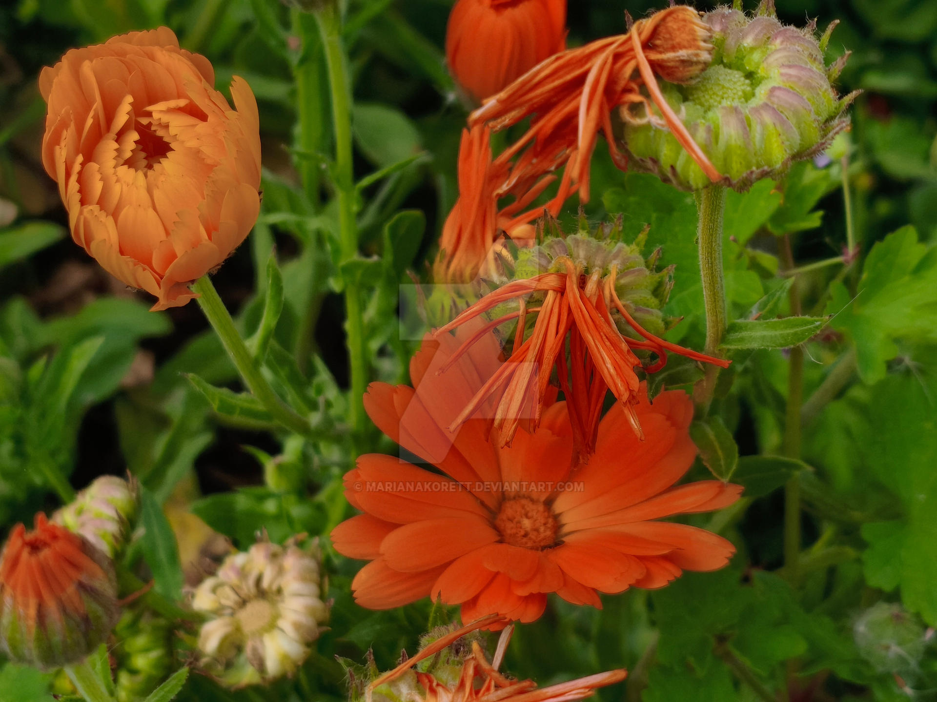 Orange Deviantart ORANGE by MarianaKorett on DeviantArt