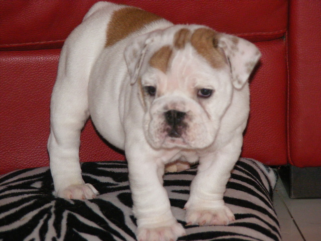 bulldog pup 2