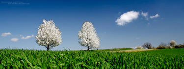 Cherry trees pano