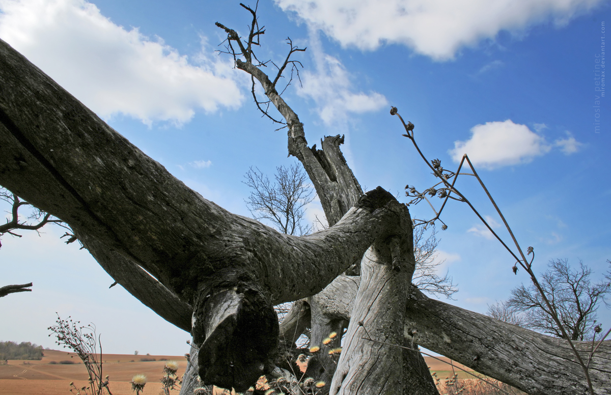 Broken Tree