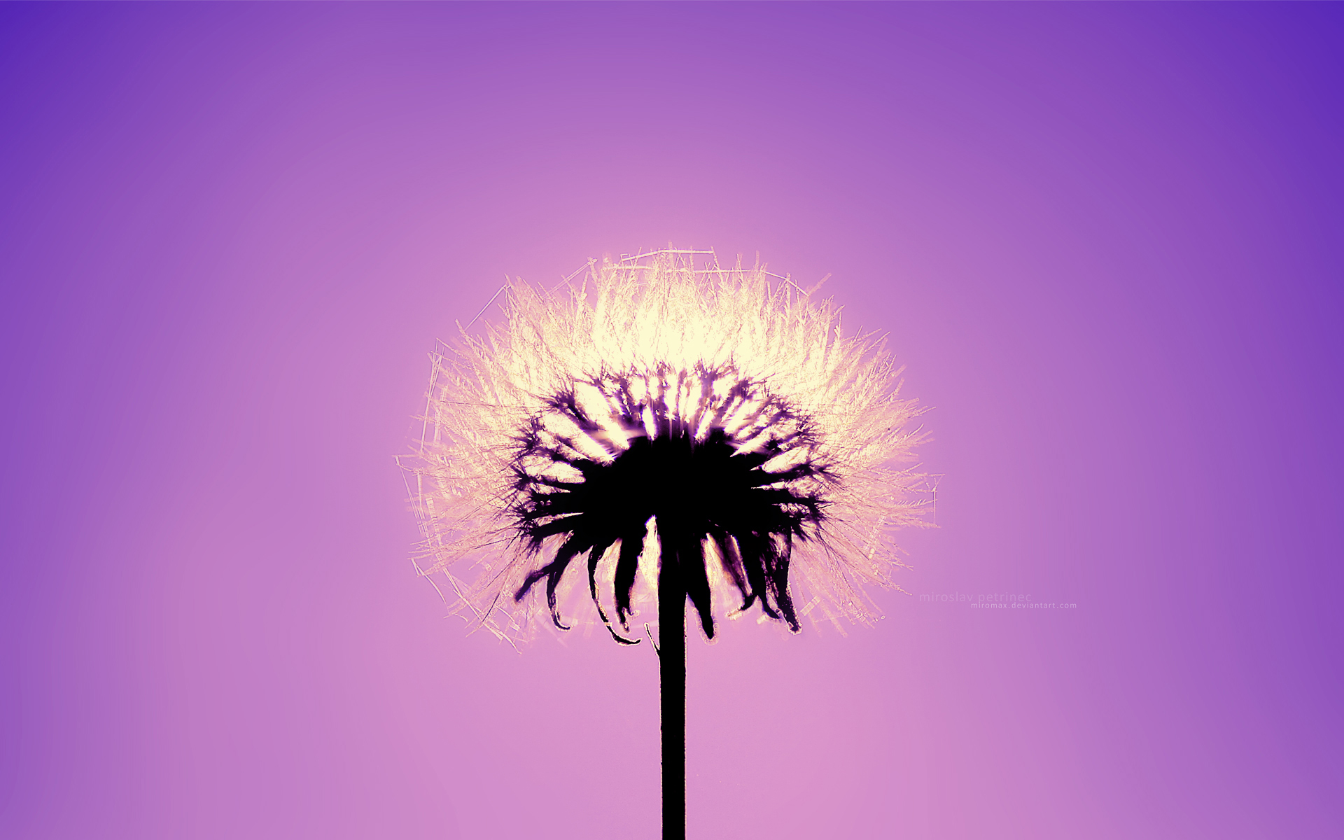 Dandelion