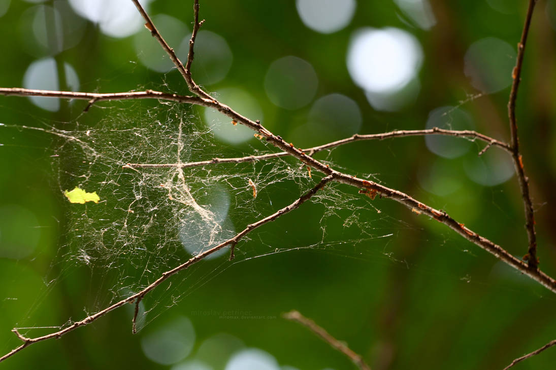 Forrest Rope Web ForestWeb by miroslav-petrinec on DeviantArt