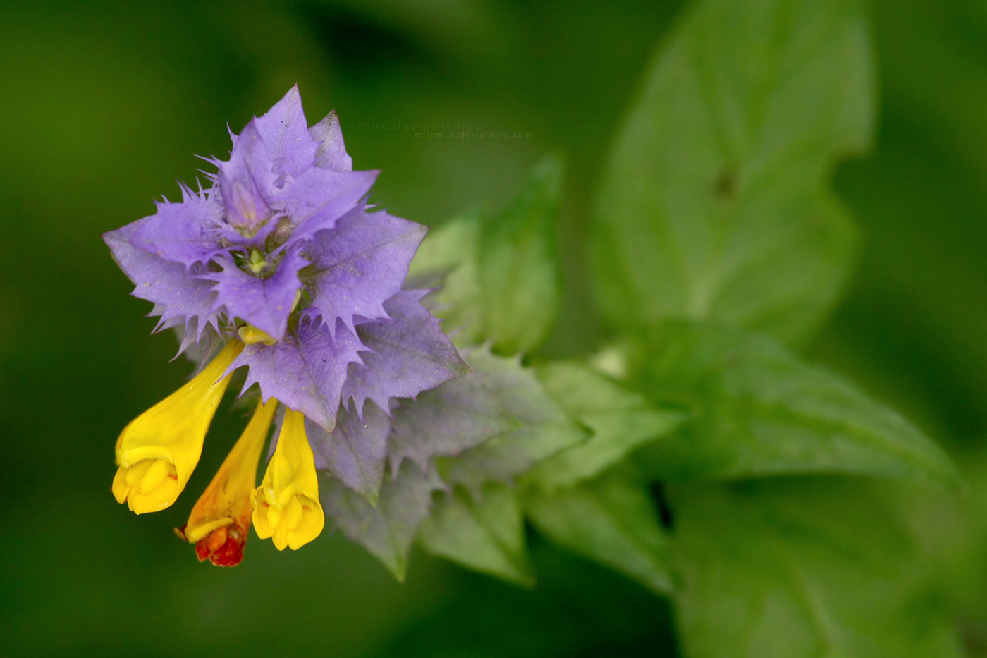 Gradient Flower