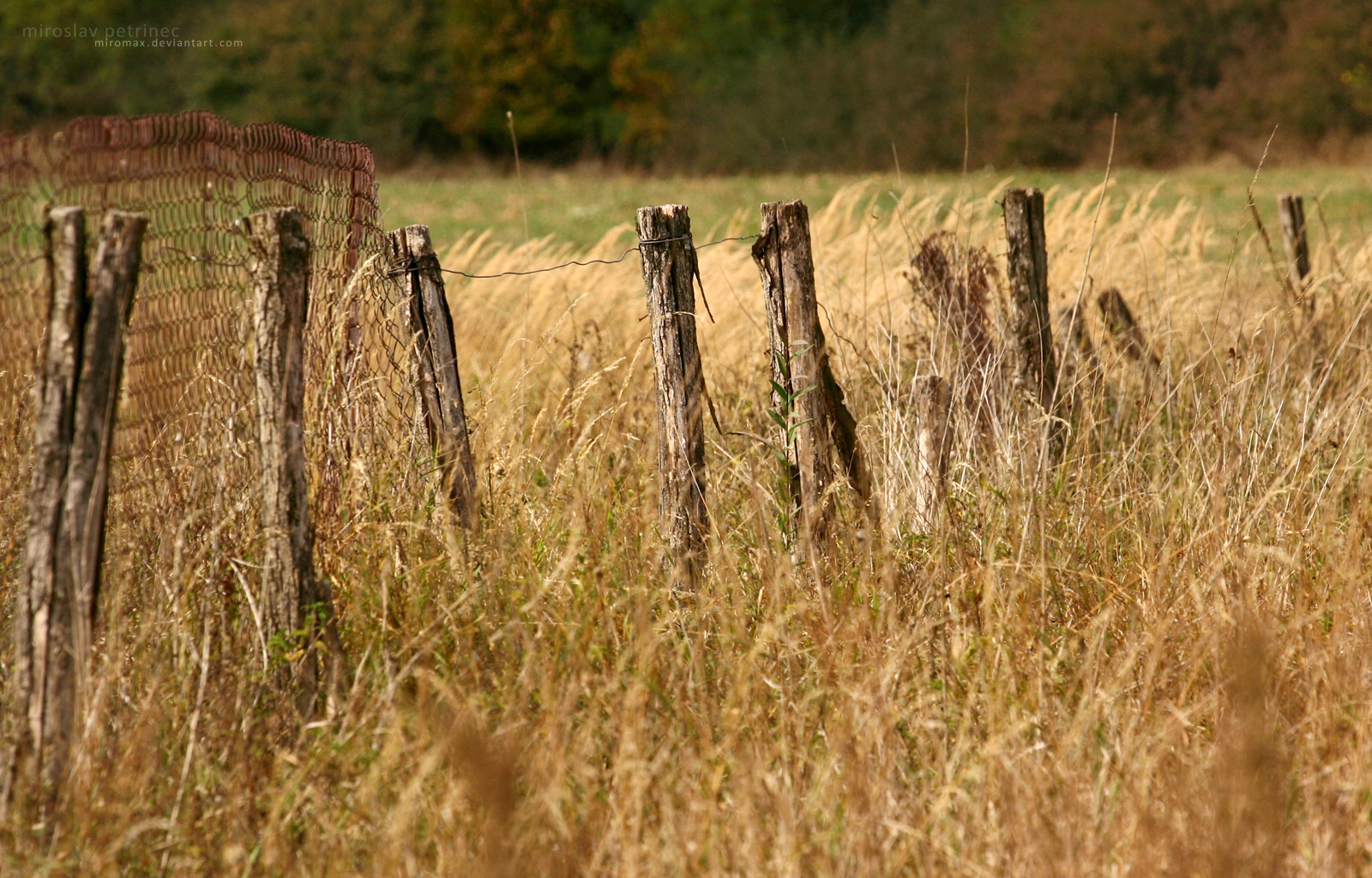 Old Fence